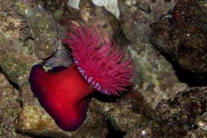 zool zee anemoon actinia equina foto