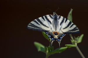 slikken staart vlinder machaon dichtbij omhoog portret foto