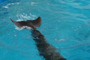 aquarium dolfijn staart dichtbij omhoog foto
