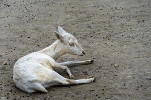 pasgeboren baby wit albino ree hert foto