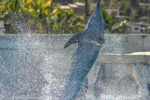 dolfinarium aquarium dolfijn in tonen foto