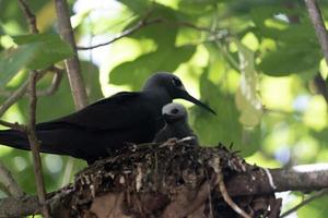 bruin knikken vogel neef eiland Seychellen foto