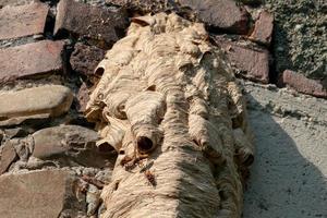 groot wesp nest Aan oud muur foto