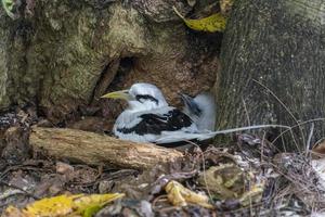 moeder en baby tropisch pijlstormvogel vogel neef eiland Seychellen foto