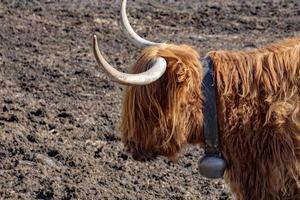 hooglander Schotland harig koe bevroren neus- foto