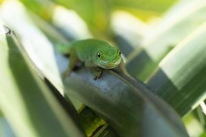 goud stof groen gekko Aan groen vertrekken in Seychellen foto