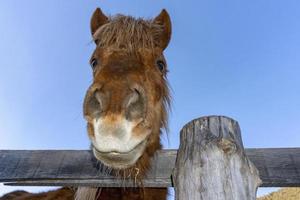 grappig gezicht paard portret foto