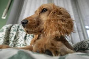 puppy hond cocker spaniel portret op zoek Bij u foto