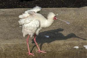 lepelaar vogel dichtbij omhoog foto