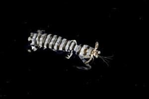 zee cicade Bij nacht Aan zee oppervlakte foto