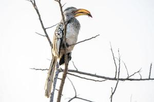 geelsnavel neushoornvogel in Kruger park zuiden Afrika foto