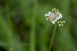 krekel Aan een bloem macro foto