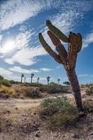 Californië reusachtig woestijn cactus dichtbij omhoog foto