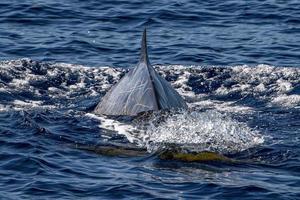 cuvier snavel walvis in middellandse Zee Ligurisch zee foto