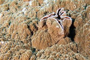 kleurrijk onderwater- rijken van raja ampat, Papoea Indonesië foto