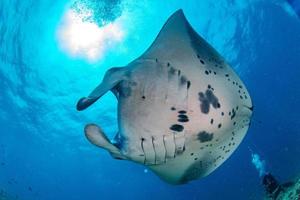 manta in de blauw oceaan achtergrond portret foto