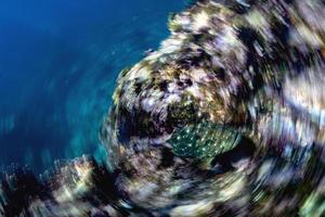 Actie twist effect binnen sardine school- van vis onderwater- foto