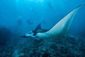 nusa penida Bali manta straal dichtbij omhoog portret foto