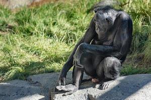 bonobo chimpansee aap portret dichtbij omhoog foto