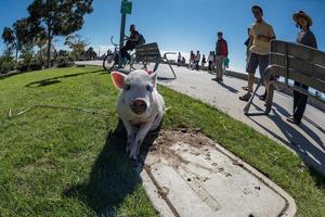 san diego, Verenigde Staten van Amerika - november 14, 2015 - mensen wandelen een roze baby varken in san Diego harnas rit foto