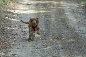 puppy hond cocker spaniel rennen in de herfst binnenplaats foto