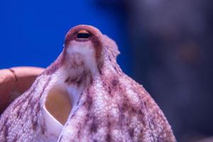 Octopus onderwater- dichtbij omhoog portret foto