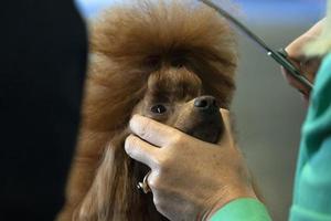 poedel hond schoonheid salon foto