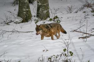 grijs wolf in de sneeuw foto