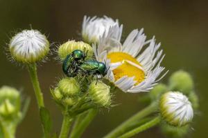 cryptocephalus sp groen kever terwijl paring Aan geel paardebloem foto