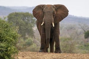 groot olifant in Kruger park zuiden Afrika foto