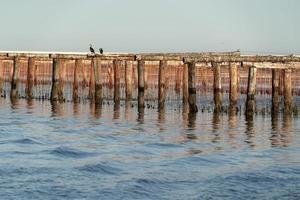 mosselen fokken in chioggia Italië foto