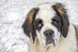 puppy pasgeboren heilige Bernard hond foto