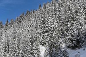 pijnboom takken gedekt door sneeuw in berg foto