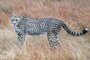 Jachtluipaard portret in Kruger park zuiden Afrika terwijl jacht- foto