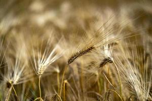 groen tarwe stekels veld- verhuisd door wind foto