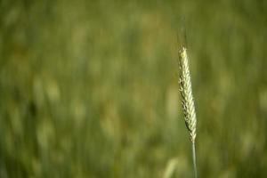 groeit groen tarwe veld- detail foto