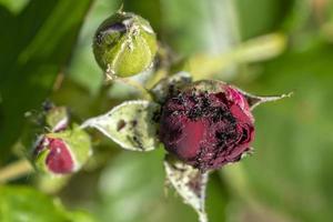 rood roos besmet door mieren foto