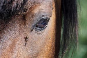 veel vliegt vlieg Aan paard oog foto