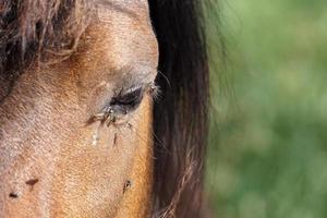 veel vliegt vlieg Aan paard oog foto