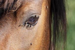 veel vliegt vlieg Aan paard oog foto