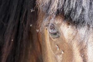 veel vliegt vlieg Aan paard oog foto