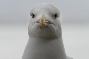 zeemeeuw ogen dichtbij omhoog detail foto