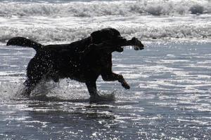 hond spelen op het strand foto