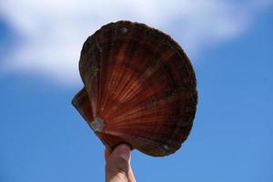 hand- met een schelp in de lucht foto