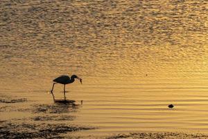 wit zilverreiger jacht- Bij zonsondergang in de moeras foto