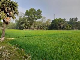 een mooi natuurlijk landschap van de Bangladesh foto