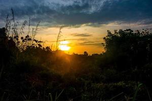 bos- Bij gouden uur zonsondergang met boom silhouet foto