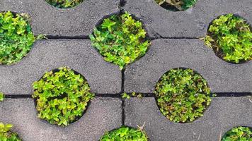 groen gras groeit tussen tuin bestrating blokken foto