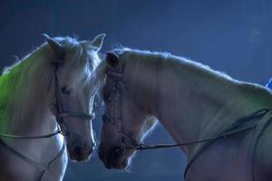 circus paarden Aan zwart achtergrond foto