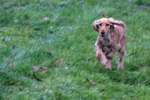 gelukkig puppy hond cocker spaniel jumping foto